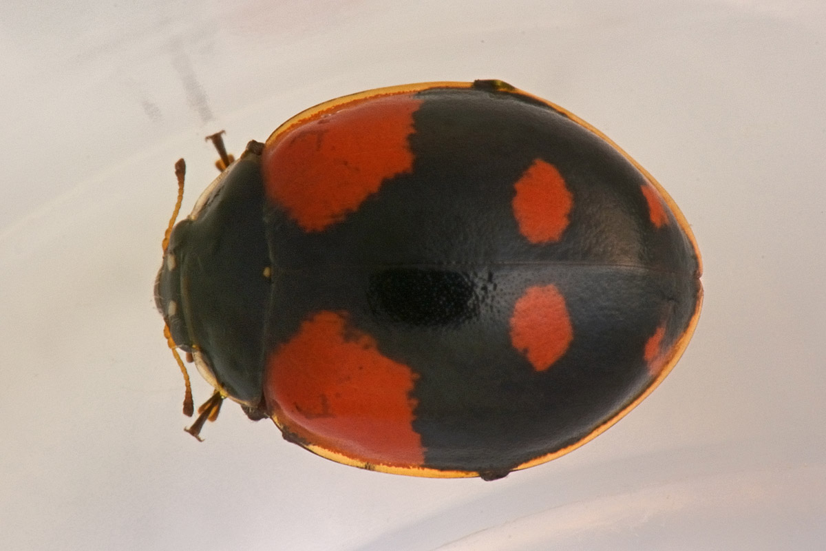 Coccinella quinquepunctata (svernante?) vs Adalia bipunctata